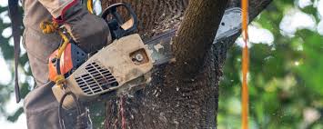 Leaf Removal in Skidaway Island, GA