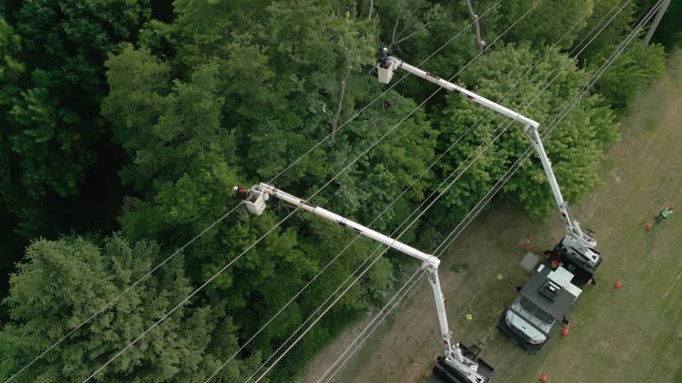Best Tree Preservation Services  in Skidaway Island, GA