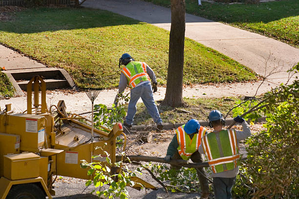  Skidaway Island, GA Tree Removal Pros