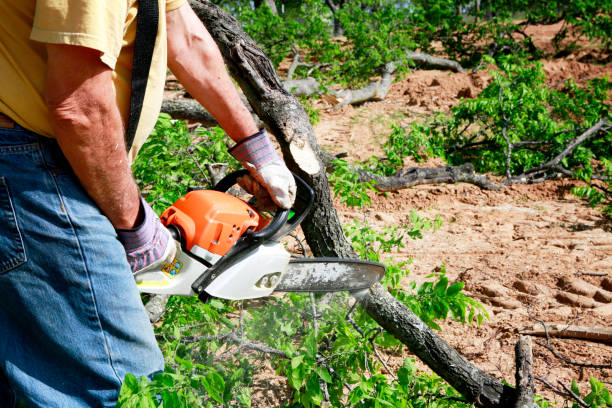 Best Leaf Removal  in Skidaway Island, GA